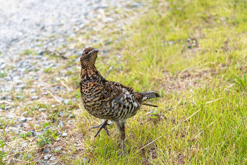 Ruffed Grouse