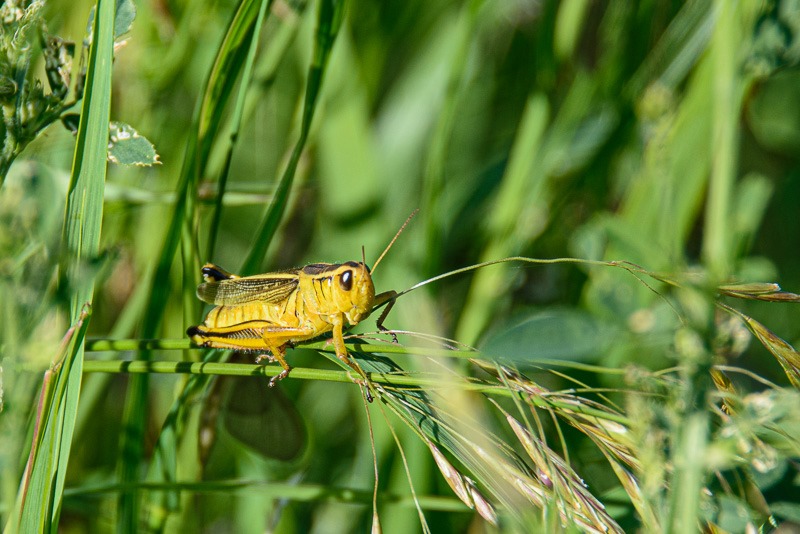 The humble cricket