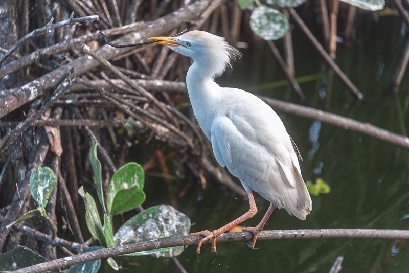 Cattle Egret Cattle Egret