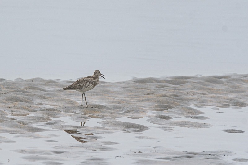 Eastern Willet