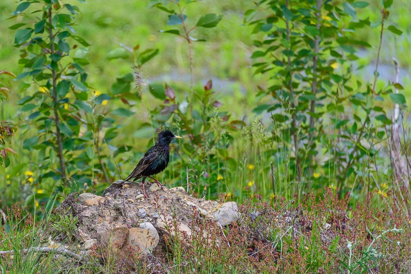 European Starling