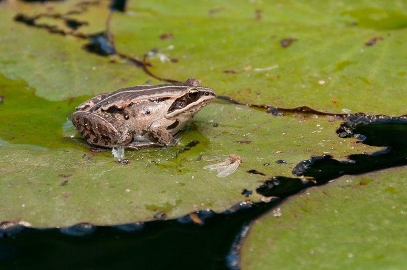 20110723-DSC_9660 20110723-DSC_9660