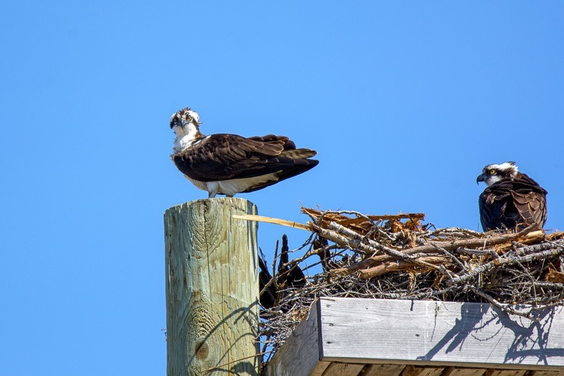 Osprey